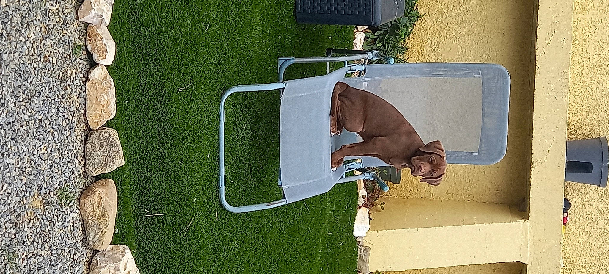 Izoko a rejoint le concours — aidez-le/la à gagner de superbes lots ! carnivore, chair, dog, fawn, flooring, grass, leisure, line, outdoor_furniture, pet_supply, photography, rectangle, room, shade, shadow, table, vehicle_door, water, wood