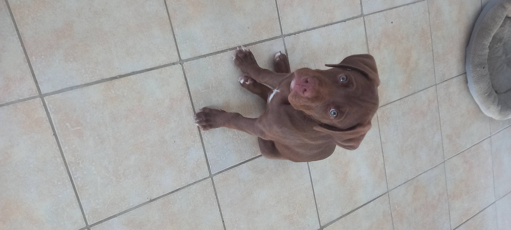 Izoko participe au concours pour gagner de l'argent avec cette photo : canidae, carnivore, companion_dog, concrete, dog, dog_breed, fawn, felidae, flooring, guard_dog, hardwood, liver, non_sporting_group, snout, sporting_group, tail, terrestrial_animal, tile, wood, working_animal