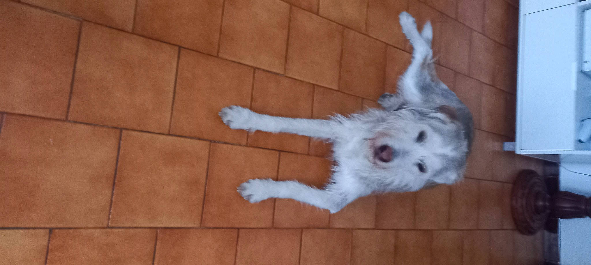 Easily participe au concours pour gagner de l'argent avec cette photo : canidae, carnivore, companion_dog, dog, dog_breed, fawn, felidae, flooring, foot, fur, hardwood, non_sporting_group, paw, small_to_medium_sized_cats, snout, sporting_group, tail, toy_dog, whiskers, wood