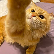 Chester joined the competition — help win amazing prizes! animal, bed, blanket, cat, closeup, curious, cute, domestic, eyes, feline, fur, indoor, orange_cat, paw, pet, playful, portrait, reaching, relaxed, whiskers