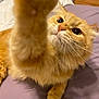 animal, bed, blanket, cat, closeup, curious, cute, domestic, eyes, feline, fur, indoor, orange_cat, paw, pet, playful, portrait, reaching, relaxed, whiskers