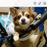 Mesha joined the competition — help win amazing prizes! animal, blue_bow, brown_fur, closeup, clothing, curious, dog, ears, expression, fabric, face, floor, furniture, indoor, looking_at_camera, paws, pet, small_dog, stroller, white_fur