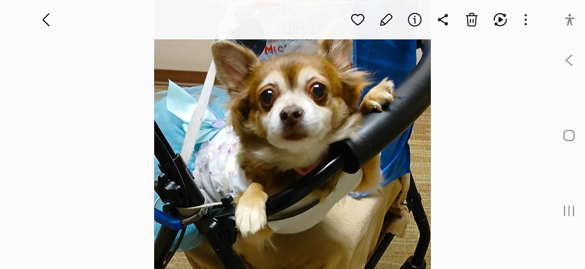 Mesha joined the competition — help win amazing prizes! animal, blue_bow, brown_fur, closeup, clothing, curious, dog, ears, expression, fabric, face, floor, furniture, indoor, looking_at_camera, paws, pet, small_dog, stroller, white_fur