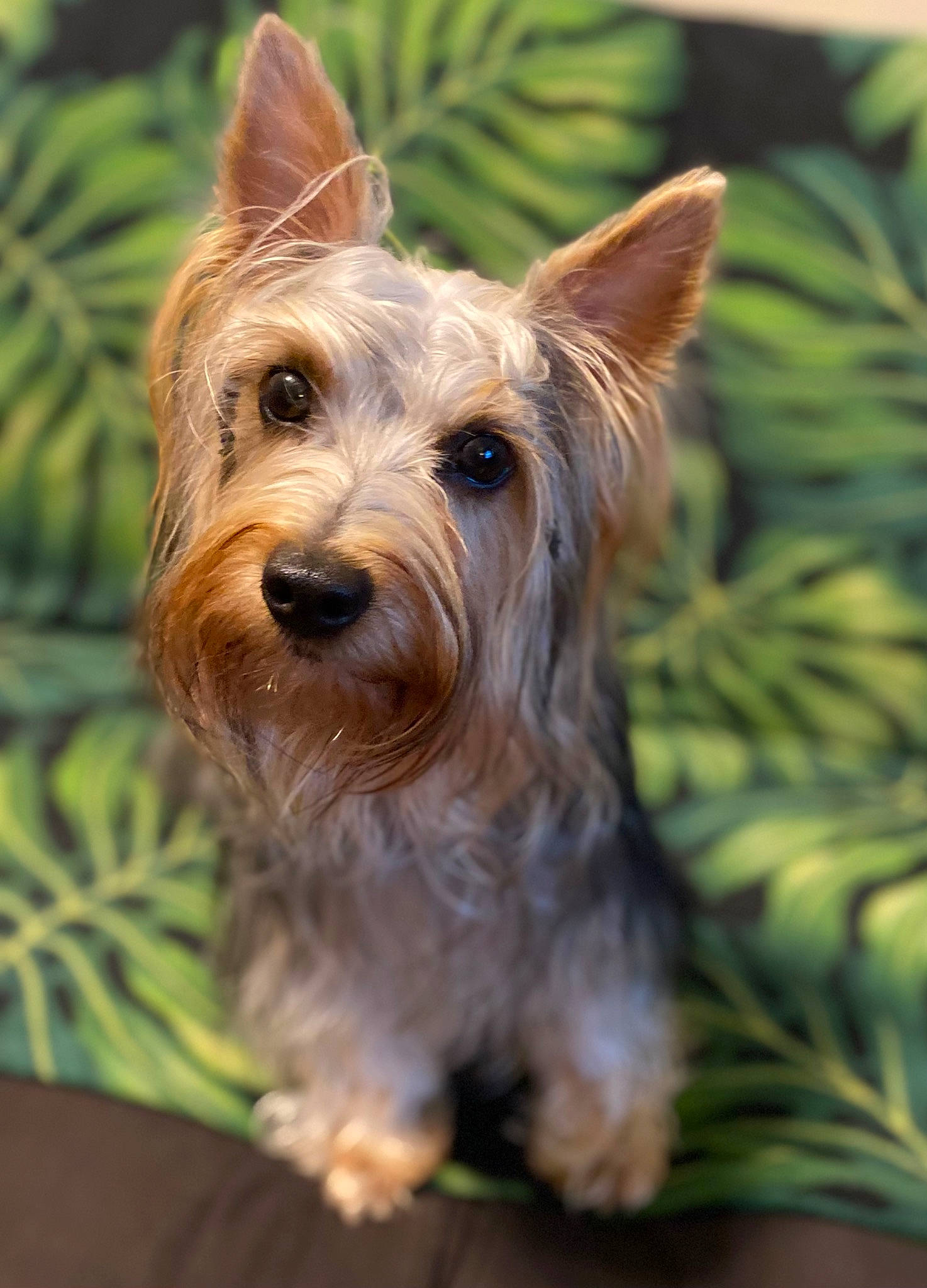 Chewy joined the competition — help win amazing prizes! biewer_terrier, canidae, carnivore, companion_dog, dog, dog_breed, dog_supply, fawn, fur, grass, liver, plant, small_terrier, snout, sporting_group, terrestrial_plant, terrier, toy_dog, working_animal, yorkshire_terrier