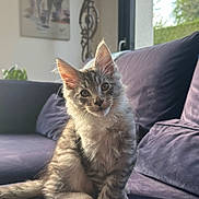 Berliose participe au concours pour gagner de l'argent avec cette photo : animal, cat, couch, cozy, curious, cute, domestic_cat, feline, fluffy, furniture, home, indoor, kitten, lamp, natural_light, pet, portrait, purple_couch, sitting, window