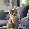 animal, cat, couch, cozy, curious, cute, domestic_cat, feline, fluffy, furniture, home, indoor, kitten, lamp, natural_light, pet, portrait, purple_couch, sitting, window