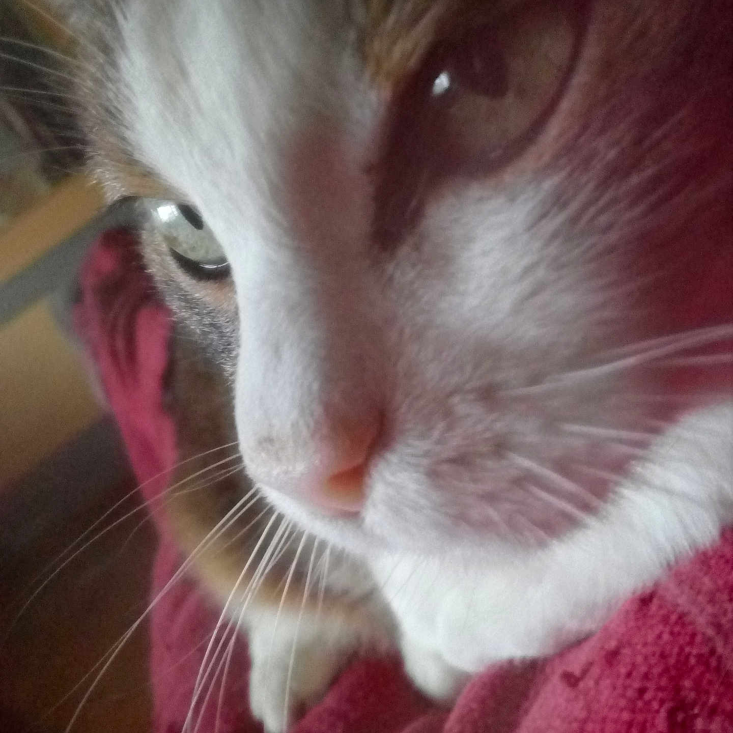 Câline participe au concours pour gagner de l'argent avec cette photo : cat, close_up, whiskers, face, eyes, feline, fur, pet, animal, pink_hue, texture, fabric, red, indoor, portrait, nose, soft_light, detail, cute, domestic_animal