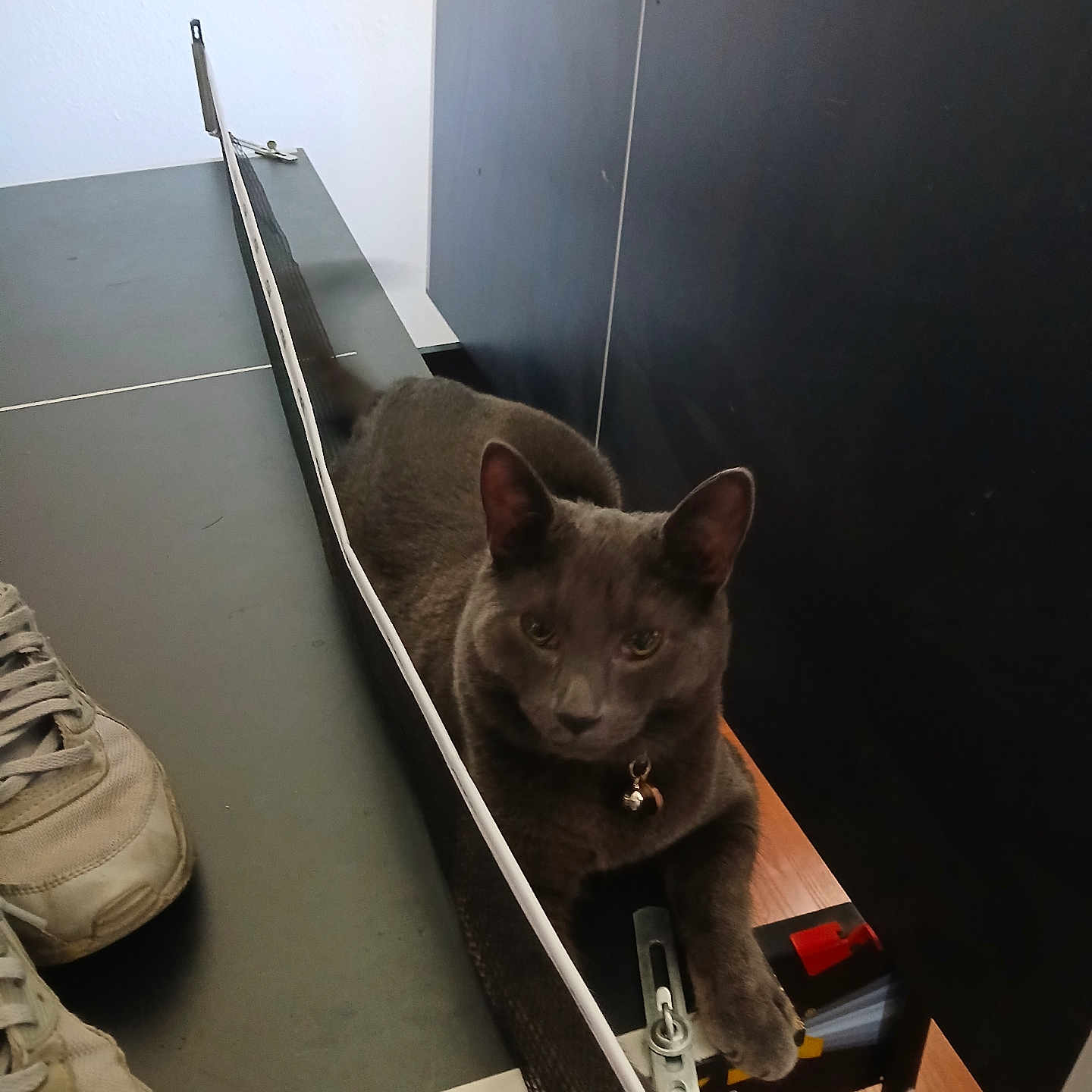 Hanky joined the competition — help win amazing prizes! animal, black, cat, collar, curious, feline, flooring, gray_cat, indoor, metal_clip, net, paw, pet, ping_pong_table, resting, shoes, sneakers, sport_equipment, table_tennis, wood