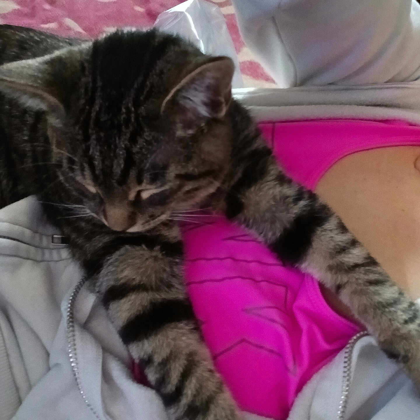 Jasper joined the competition — help win amazing prizes! animal, casual, cat, close_up, comfort, companion, cuddle, domestic, feline, fur, hoodie, indoor, person, pet, pink_clothing, relaxation, resting, sleepy, striped, tabby_cat