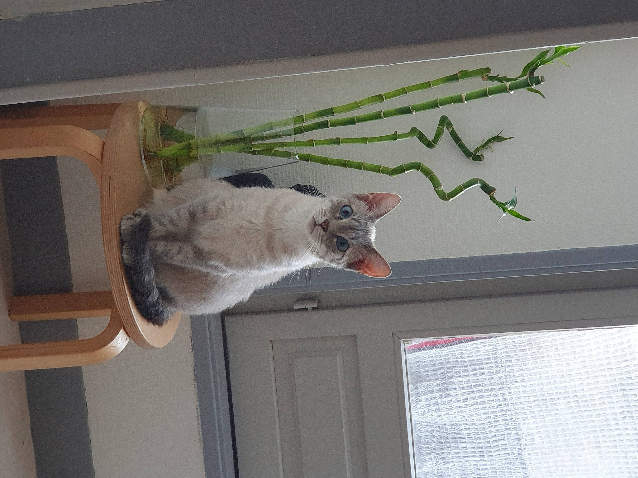 Ezio participe au concours pour gagner de l'argent avec cette photo : carnivore, cat, ceiling, domestic_short_haired_cat, door, felidae, fur, hardwood, home_door, room, sash_window, shelf, small_to_medium_sized_cats, tail, whiskers, window_blind, window_covering, window_treatment, wood