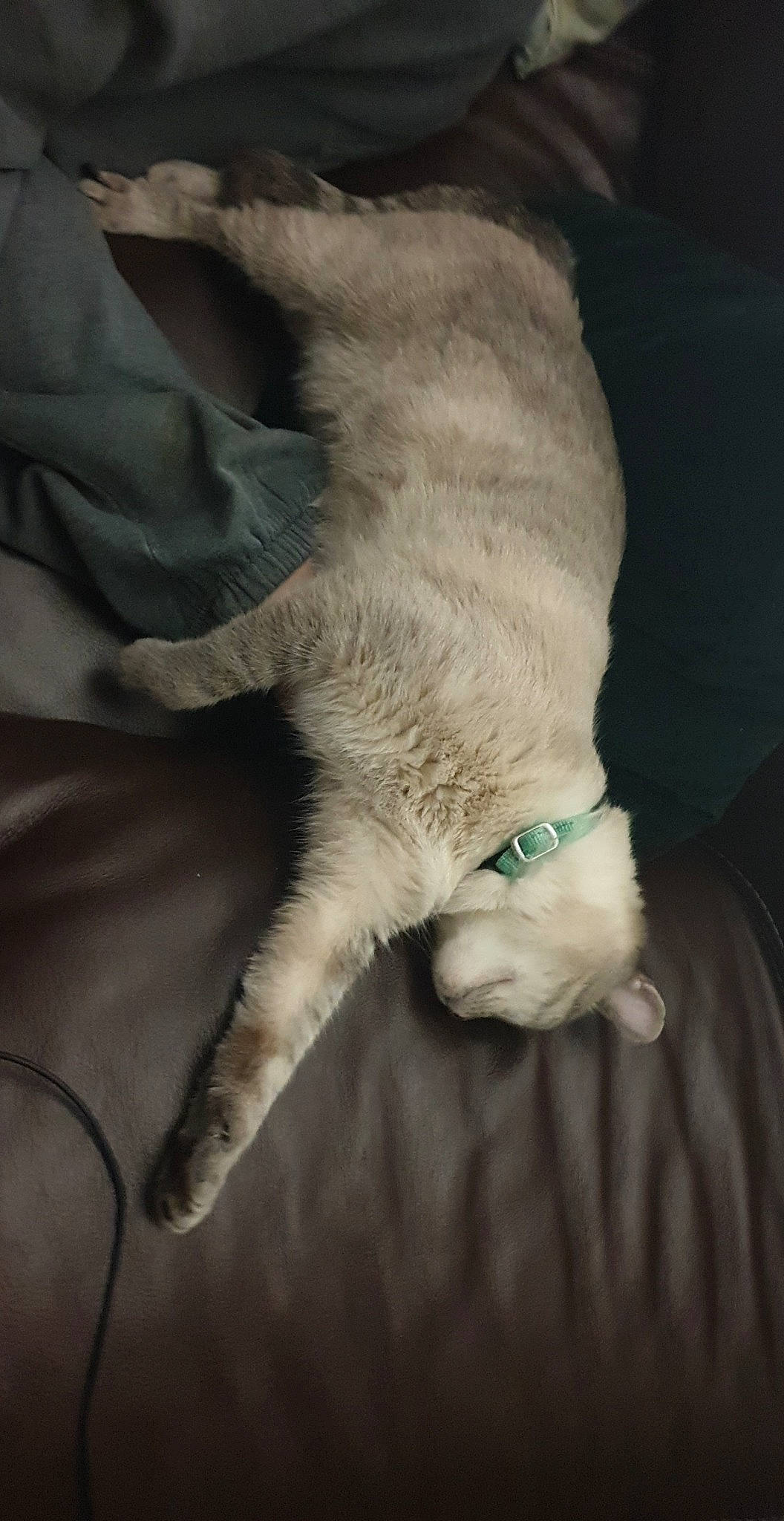 Ezio participe au concours pour gagner de l'argent avec cette photo : canidae, carnivore, cat, claw, comfort, companion_dog, dog_breed, domestic_short_haired_cat, felidae, foot, fur, gesture, human_leg, linens, nap, paw, small_to_medium_sized_cats, sporting_group, tail, whiskers