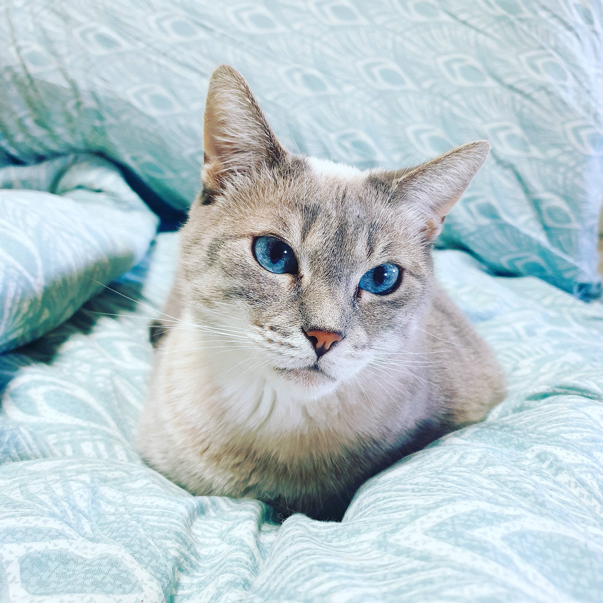 Ezio a rejoint le concours — aidez-le/la à gagner de superbes lots ! carnivore, cat, cat_supply, comfort, domestic_short_haired_cat, eye, fawn, felidae, freezing, fur, head, iris, pet_supply, small_to_medium_sized_cats, snout, tail, terrestrial_animal, whiskers, wildlife, window