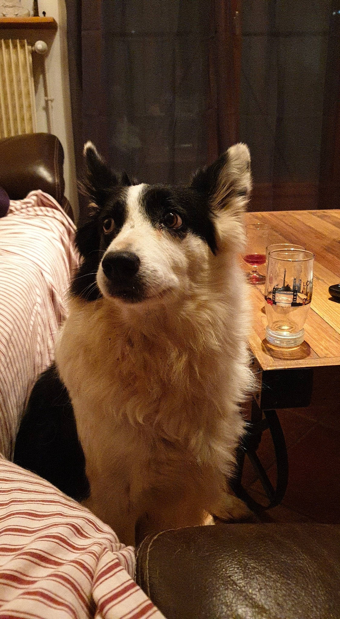 India participe au concours pour gagner de l'argent avec cette photo : canidae, carnivore, chair, companion_dog, dog, dog_breed, event, flooring, fur, herding_dog, serveware, snout, sporting_group, table, tableware, terrestrial_animal, whiskers, wine_glass, working_animal, working_dog