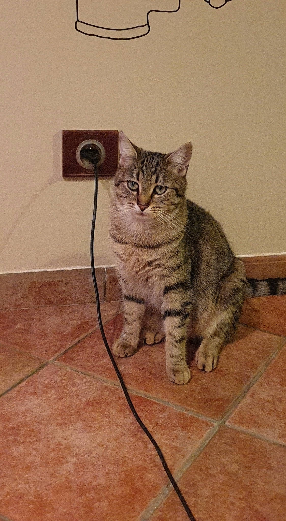 Paolo a rejoint le concours — aidez-le/la à gagner de superbes lots ! carnivore, cat, domestic_short_haired_cat, eye, fawn, felidae, floor, flooring, fur, grey, hardwood, mammal, paw, sitting, small_to_medium_sized_cats, snout, tail, terrestrial_animal, whiskers, wood