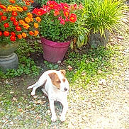 Ulla a rejoint le concours — aidez-le/la à gagner de superbes lots ! brown_and_white, colorful, daylight, dog, flora, flower_pot, flowers, garden, grass, gravel, greenery, ground, leaf, nature, outdoor, pet, plant, relaxing, small_dog, sunlight