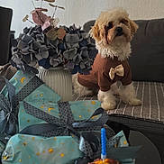 Galstyan a rejoint le concours — aidez-le/la à gagner de superbes lots ! bow, candle, coffee_table, couch, cozy, decorative_ribbon, dog, flowers, gift, hydrangea, living_room, portrait, pretzel, puppy, sitting, small_dog, soft_lighting, sweater, vase, wrapped_gift