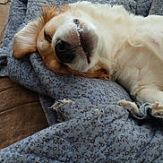 Cb joined the competition — help win amazing prizes! dog, sleeping, blanket, fluffy, cozy, indoor, pet, relaxation, smile, nose, fur, canine, comfort, couch, home, animal, resting, cute, closeup, soft