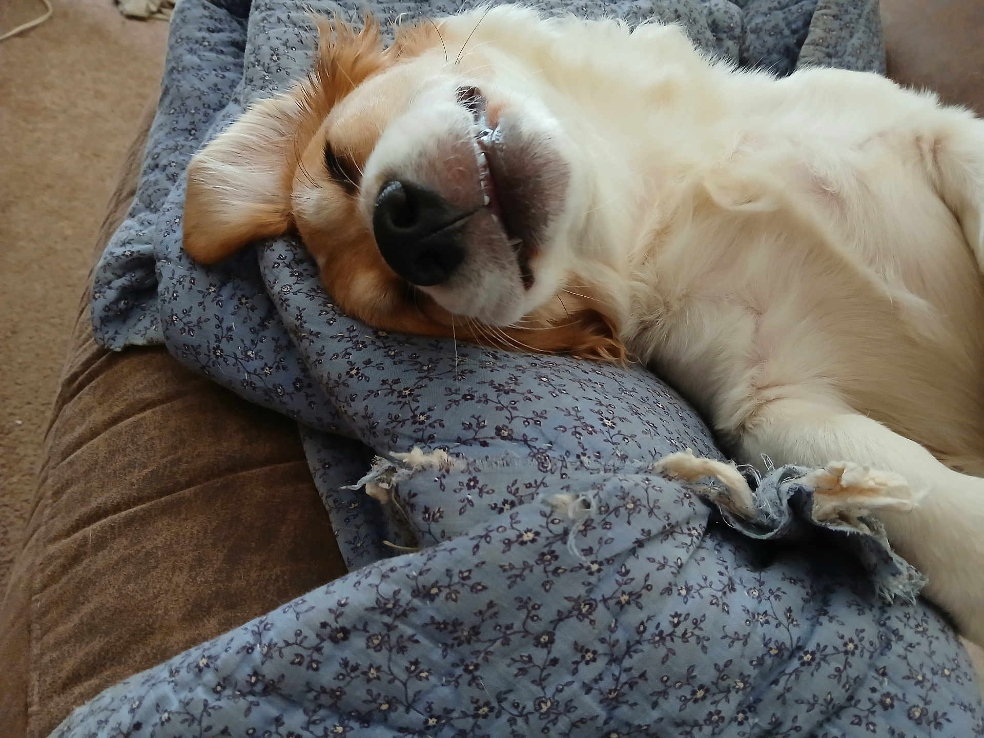 Cb joined the competition — help win amazing prizes! dog, sleeping, blanket, fluffy, cozy, indoor, pet, relaxation, smile, nose, fur, canine, comfort, couch, home, animal, resting, cute, closeup, soft