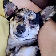 Buck joined the competition — help win amazing prizes! dog, close_up, pet, lying_down, winking, cute, fur, animal, ears, snout, relaxed, indoors, cushion, blanket, sleepy, resting, companion, friendly, portrait, cozy