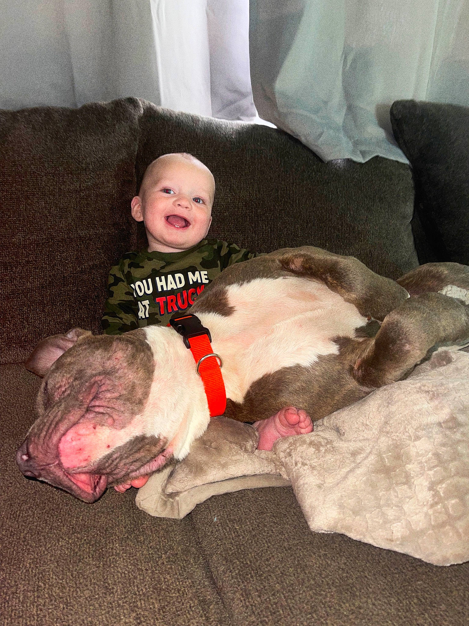Elliot joined the competition — help win amazing prizes! baby, carnivore, comfort, companion_dog, couch, dog, dog_breed, fawn, fur, lap, leg, linens, living_room, person, pillow, room, sitting, smile, thigh, toddler