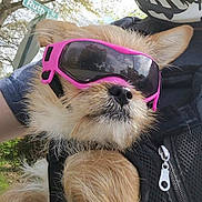 Lois joined the competition — help win amazing prizes! dog, sunglasses, pet, outdoor, street_sign, fur, canine, close_up, accessory, pink, animal, portrait, daylight, cute, fashion, head, ears, nose, reflection, person