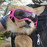 dog, sunglasses, pet, outdoor, street_sign, fur, canine, close_up, accessory, pink, animal, portrait, daylight, cute, fashion, head, ears, nose, reflection, person