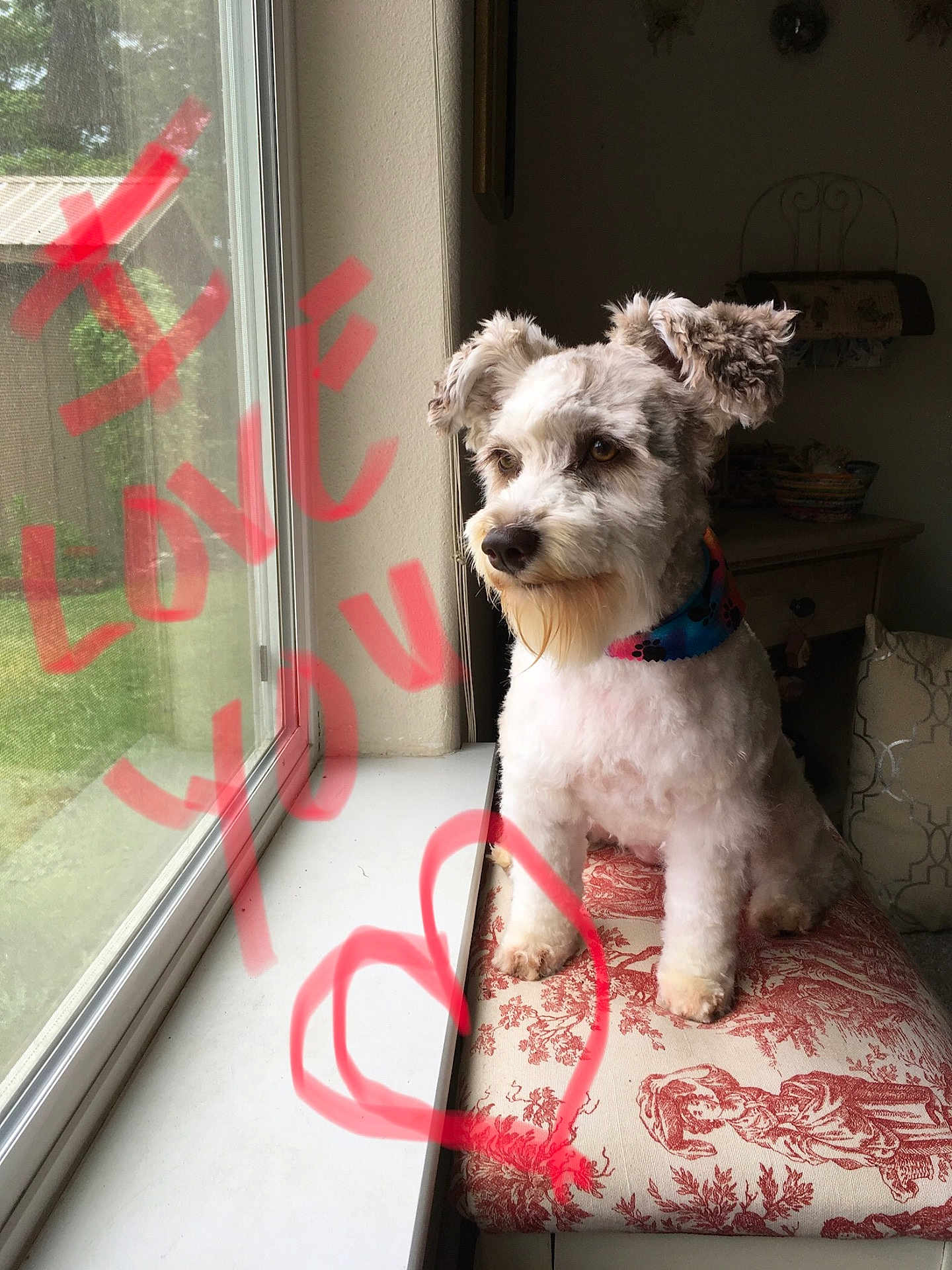 Khaleesi joined the competition — help win amazing prizes! accessories, animal, canine, cockerspaniel, couch, cushion, dog, door, furniture, homedecor, leash, linen, pet, poodle, puppy, strap, terrier, whitedog, window, windowsill