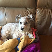 Khaleesi joined the competition — help win amazing prizes! animal, architecture, armchair, blanket, building, canine, chair, couch, cushion, dog, furniture, homedecor, indoors, livingroom, pet, poodle, puppy, room, terrier, towel