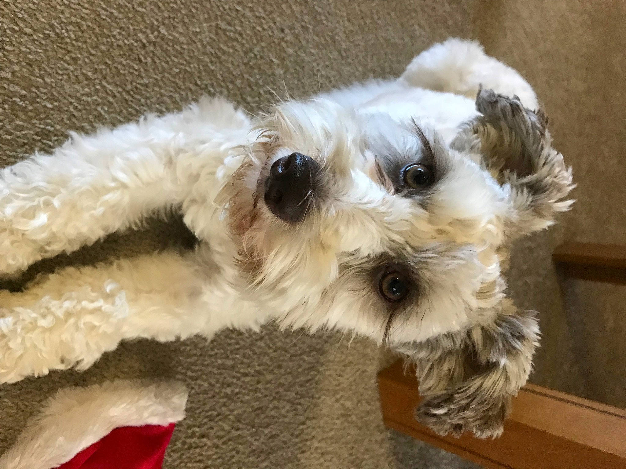 Khaleesi is registered to the contest to win money with this photo: carnivore, companion_dog, dog, dog_breed, fur, non_sporting_group, small_terrier, snout, terrier, toy_dog, water_dog, working_animal