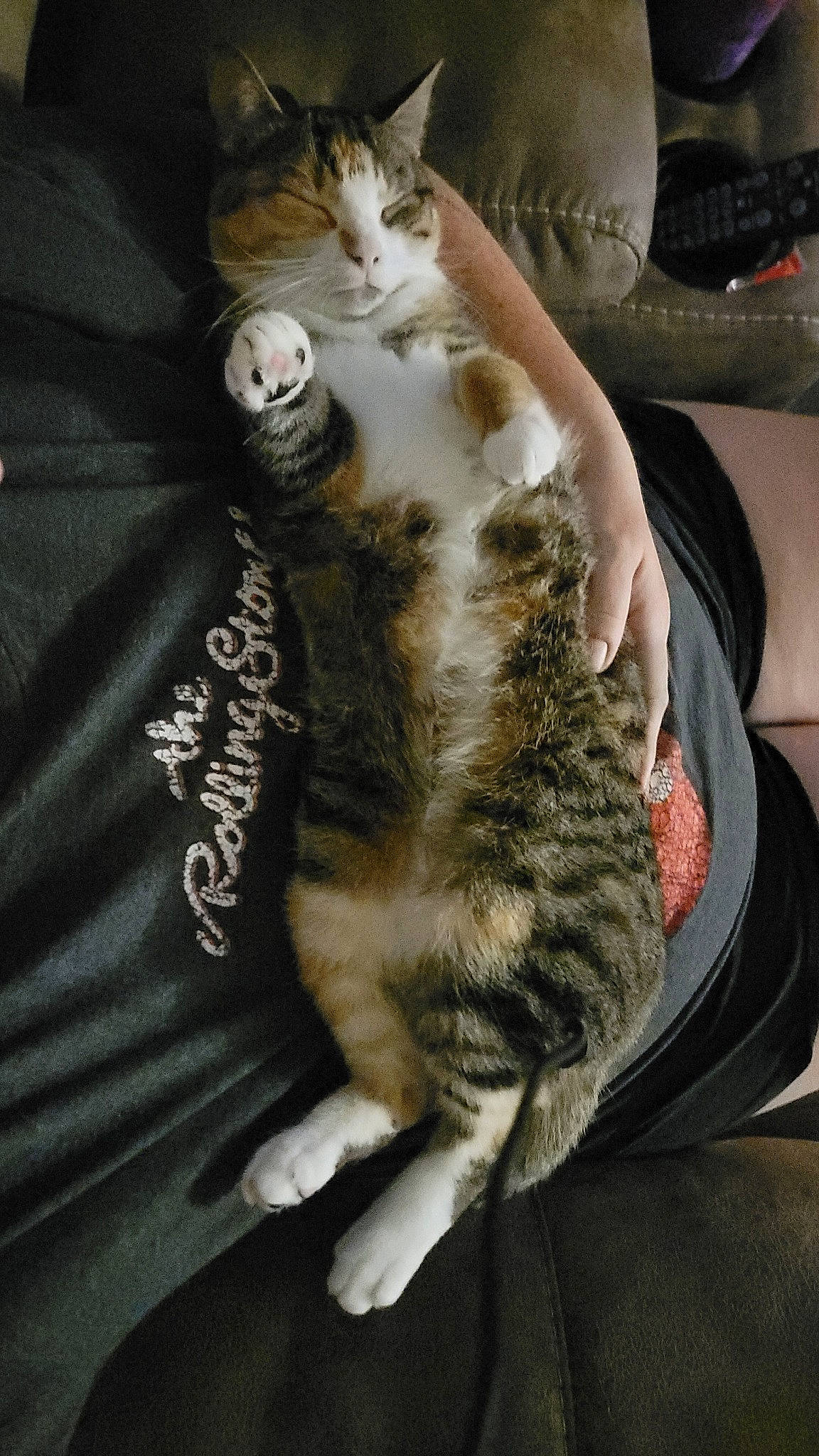 Turbie joined the competition — help win amazing prizes! carnivore, cat, claw, comfort, domestic_short_haired_cat, felidae, fur, gesture, nap, paw, sitting, small_to_medium_sized_cats, snout, tail, whiskers