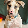 animal, blue_collar, blurred_background, bone_tag, close_up, collar, cute, dog, dog_tag, floppy_ears, indoors, pet, photography, pink_nose, portrait, puppy, short_hair, sitting, tan_fur, white_fur