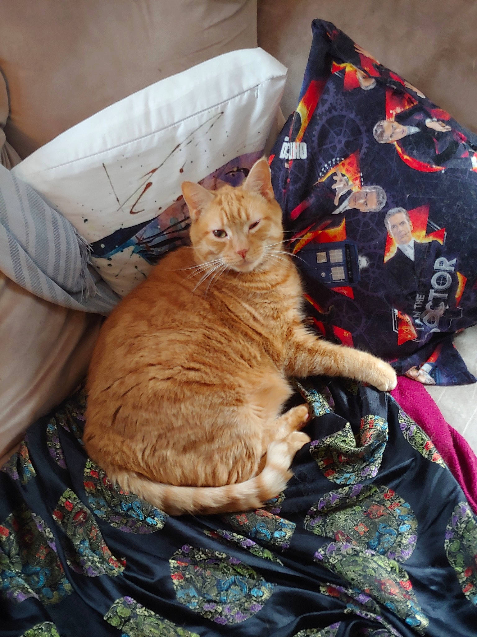 Jack is registered to the contest to win money with this photo: asian, carnivore, cat, domestic_short_haired_cat, european_shorthair, fawn, felidae, fur, furniture, german_rex, kitten, linens, small_to_medium_sized_cats, tabby_cat, whiskers