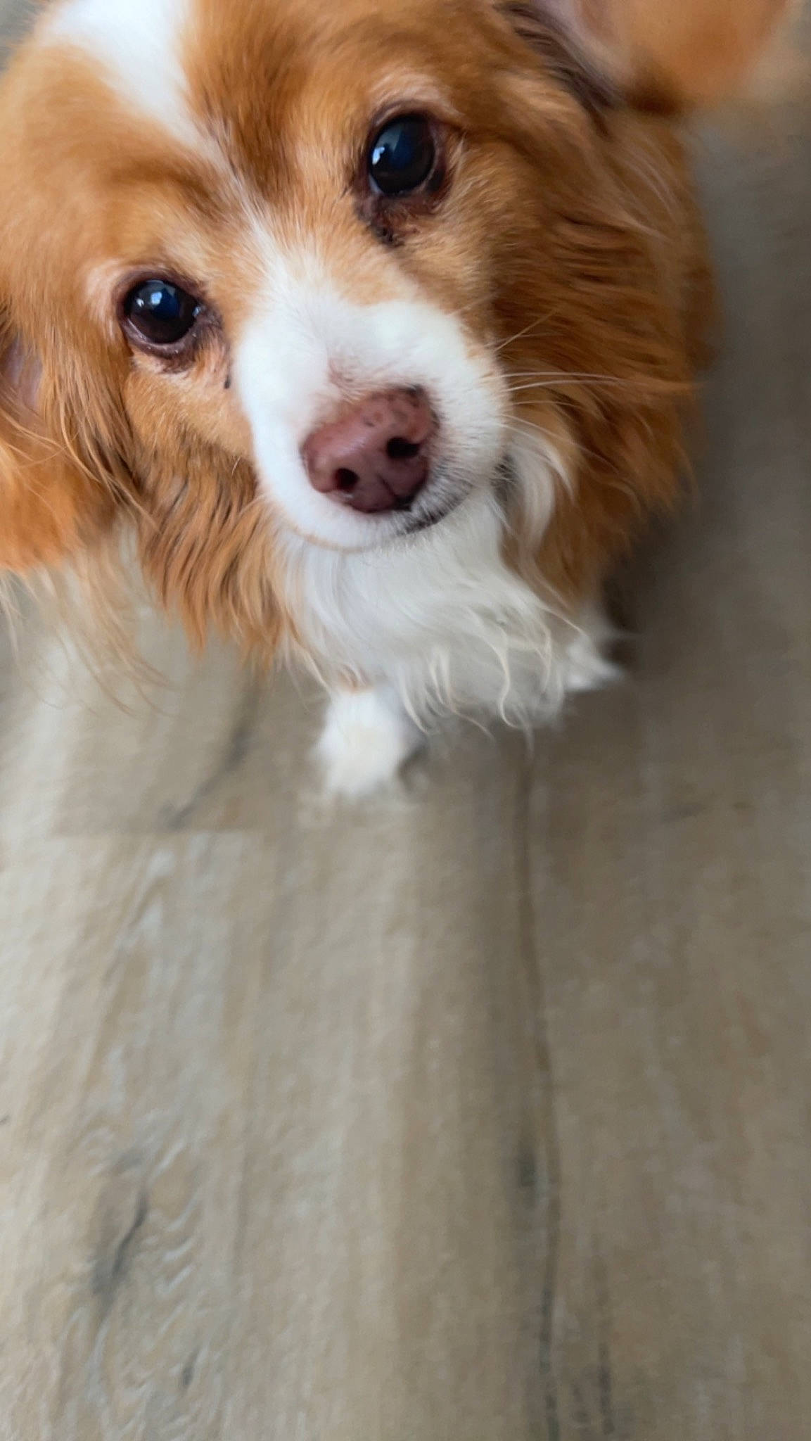 Pepito joined the competition — help win amazing prizes! ancient_dog_breeds, australian_collie, canidae, carnivore, companion_dog, dog, dog_breed, fawn, fur, herding_dog, liver, snout, sporting_group, toy_dog, whiskers, wood, working_animal, working_dog