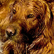 Scout is registered to the contest to win money with this photo: animal, canine, close_up, dog, expression, eyes, face, fur, golden_retriever, muddy, muzzle, nature, nostrils, outdoor, pet, playful, portrait, snout, texture, wet_fur