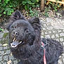 Voldy participe au concours pour gagner de l'argent avec cette photo : animal, black_dog, canine, closeup, cobblestone, daylight, dog, fence, friendly, fur, greenery, happy, leash, nature, outdoor, pet, plants, sitting, smiling, wooden_fence