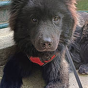 Voldy a rejoint le concours — aidez-le/la à gagner de superbes lots ! animal, black_fur, canine, closeup, concrete, curious, dog, ears, face, fluffy, harness, leash, metal_structure, outdoor, paw, pet, portrait, resting, sunlight, young_dog