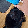 dog, black_dog, fluffy, toy, kong_toy, hand, wooden_floor, indoor, pet, waiting, playful, looking_up, mammal, canine, fur, ears, floor_mat, human_hand, anticipation, animal