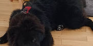Voldy participe au concours pour gagner de l'argent avec cette photo : animal, black_dog, blue_toy, canine, collar, dog, floor, fur, furniture, household, indoor, paw, pet, pet_bed, playing, relaxed, resting, rope_toy, toy, wooden_floor
