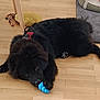 animal, black_dog, blue_toy, canine, collar, dog, floor, fur, furniture, household, indoor, paw, pet, pet_bed, playing, relaxed, resting, rope_toy, toy, wooden_floor