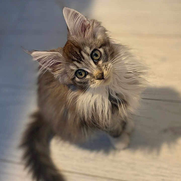 Wendy participe au concours pour gagner de l'argent avec cette photo : abyssinian, angora, animal, brasssection, cat, hardwood, horn, kitten, manx, musicalinstrument, pet, plywood, siamese, wood