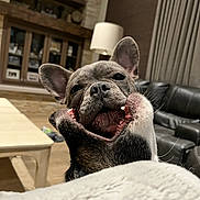 Lily joined the competition — help win amazing prizes! blanket, close_up, coffee_table, couch, curtain, dog, french_bulldog, goofy, indoors, lamp, living_room, muzzle, pet, playful, portrait, shelf, smile, teeth, tongue, whiskers