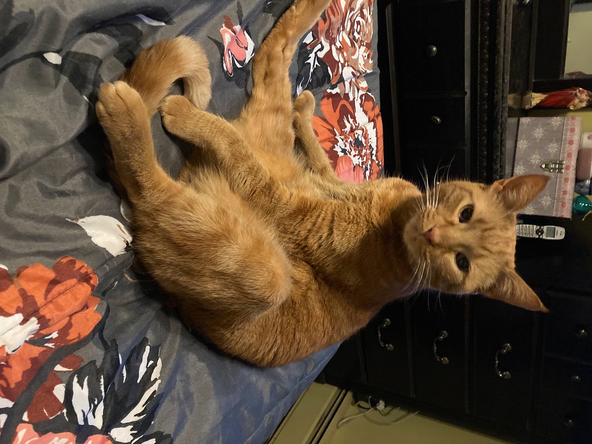 Hobbs is registered to the contest to win money with this photo: carnivore, cat, claw, domestic_short_haired_cat, fawn, felidae, foot, fur, gesture, human_leg, paw, small_to_medium_sized_cats, tail, whiskers