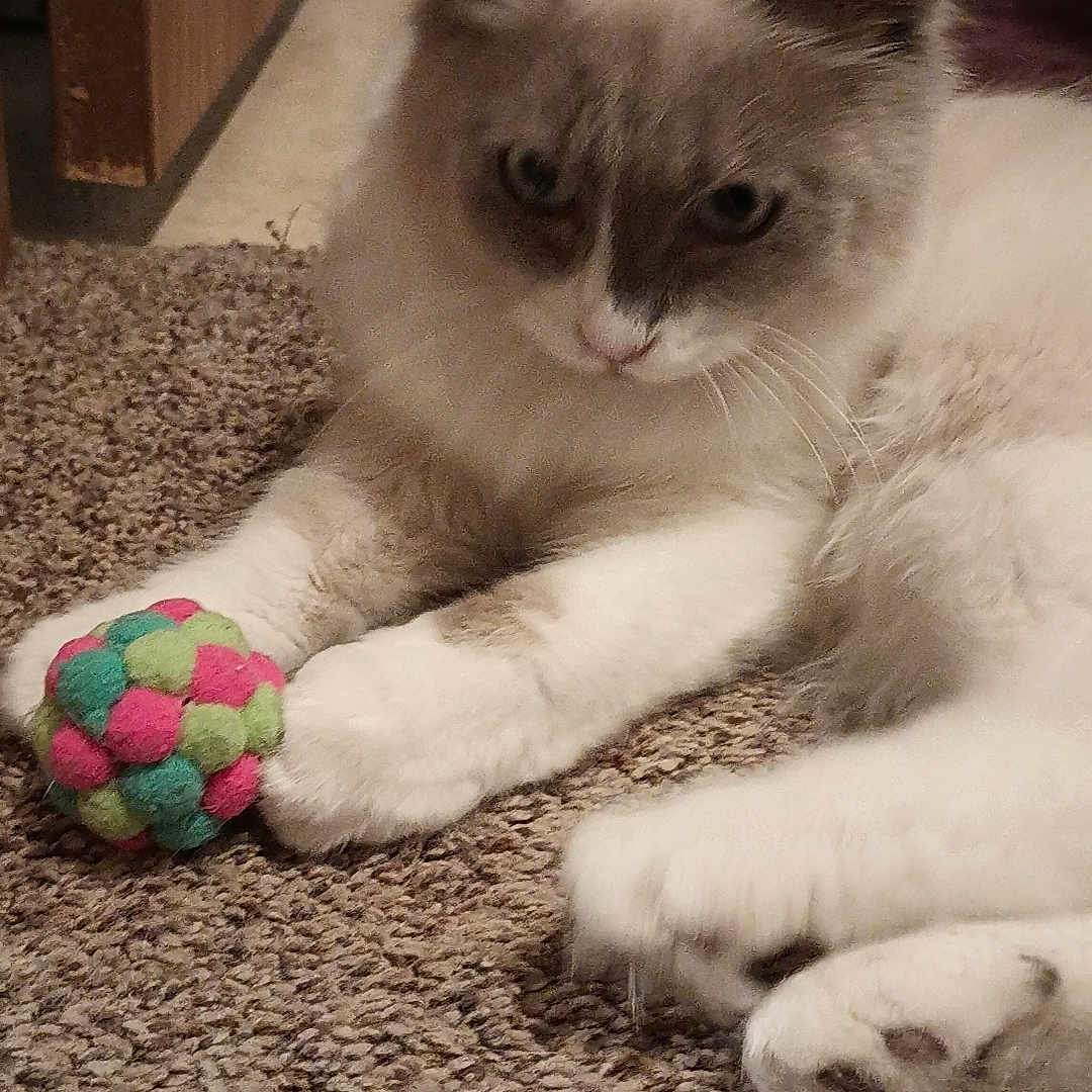 Ace