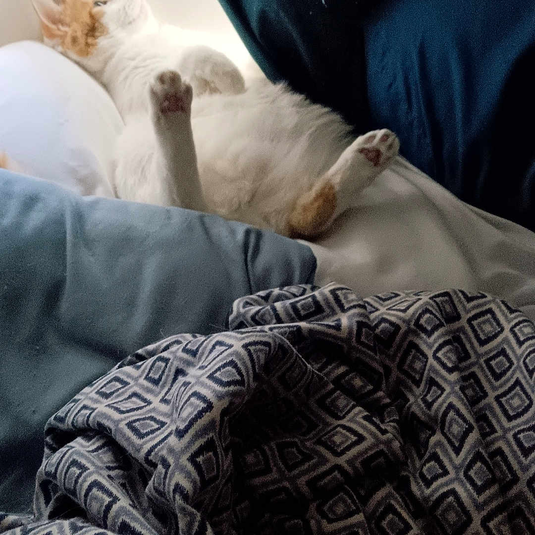 Eevee is registered to the contest to win money with this photo: animal, baby, bed, bedroom, blanket, cat, chair, couch, cushion, furniture, homedecor, indoors, kitten, linen, manx, person, pet, quilt, room, sleeping