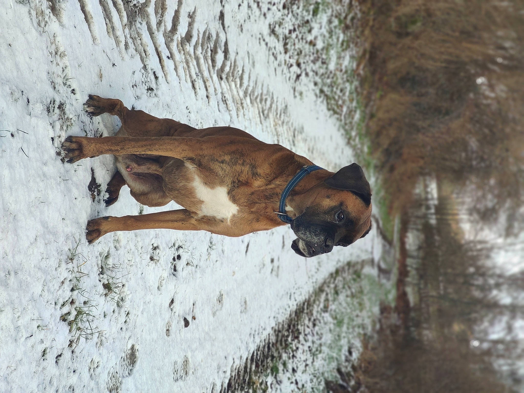 Izco a rejoint le concours — aidez-le/la à gagner de superbes lots ! canidae, dog_breed, fawn, freezing, fur, plant, recreation, slope, snout, snow, sporting_group, stallion, tail, terrestrial_animal, tree, trunk, vertebrate, wildlife, winter, wood