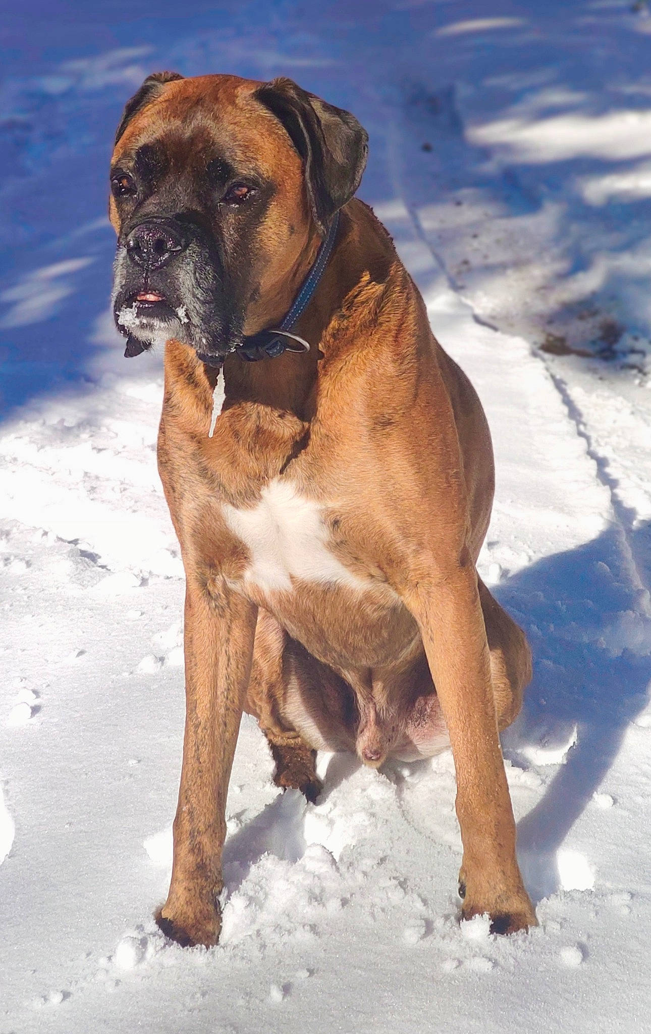 Izco a rejoint le concours — aidez-le/la à gagner de superbes lots ! ancient_dog_breeds, boxer, canidae, carnivore, collar, companion_dog, dog, dog_breed, dog_collar, fawn, giant_dog_breed, liver, molosser, snow, sporting_group, tail, winter, working_animal, working_dog, wrinkle