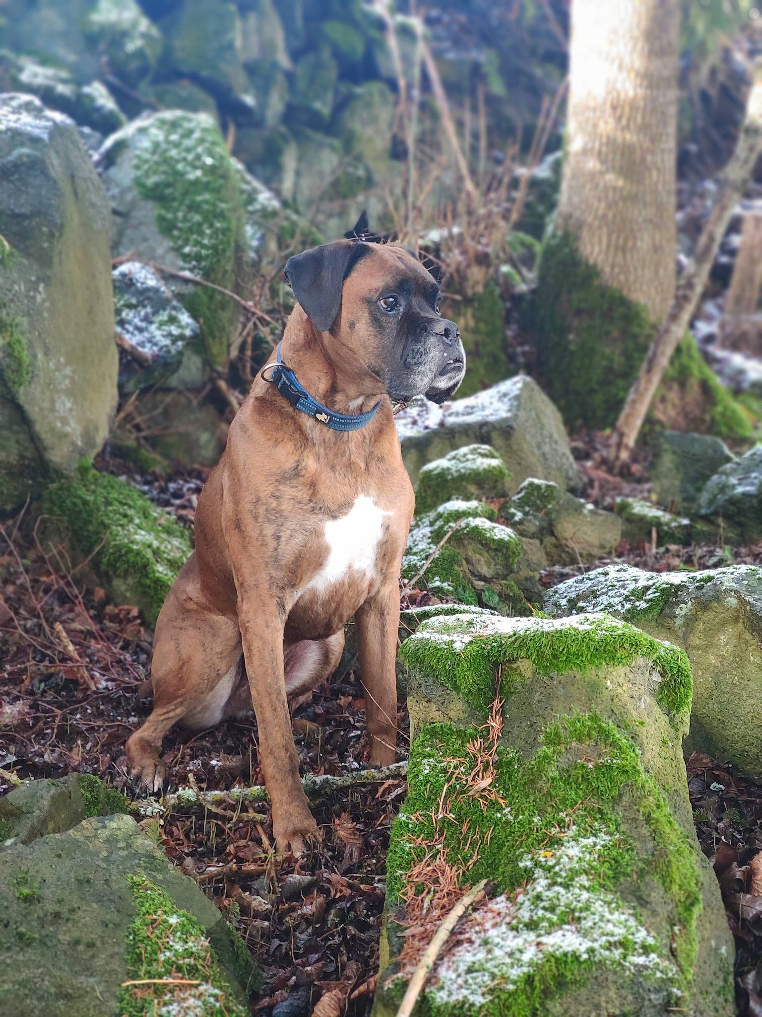 Izco a rejoint le concours — aidez-le/la à gagner de superbes lots ! canidae, carnivore, collar, companion_dog, dog, dog_breed, dog_collar, fawn, flower, forest, grass, gun_dog, liver, plant, rock, sporting_group, terrestrial_animal, tree, wood, working_animal