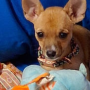 Miko is registered to the contest to win money with this photo: animal, black_nose, blanket, blue_background, brown_eyes, canine, chihuahua, close_up, collar, cute, dog, indoor, large_ears, orange_toy, pet, plush_toy, portrait, sitting, stuffed_animal, tan_dog