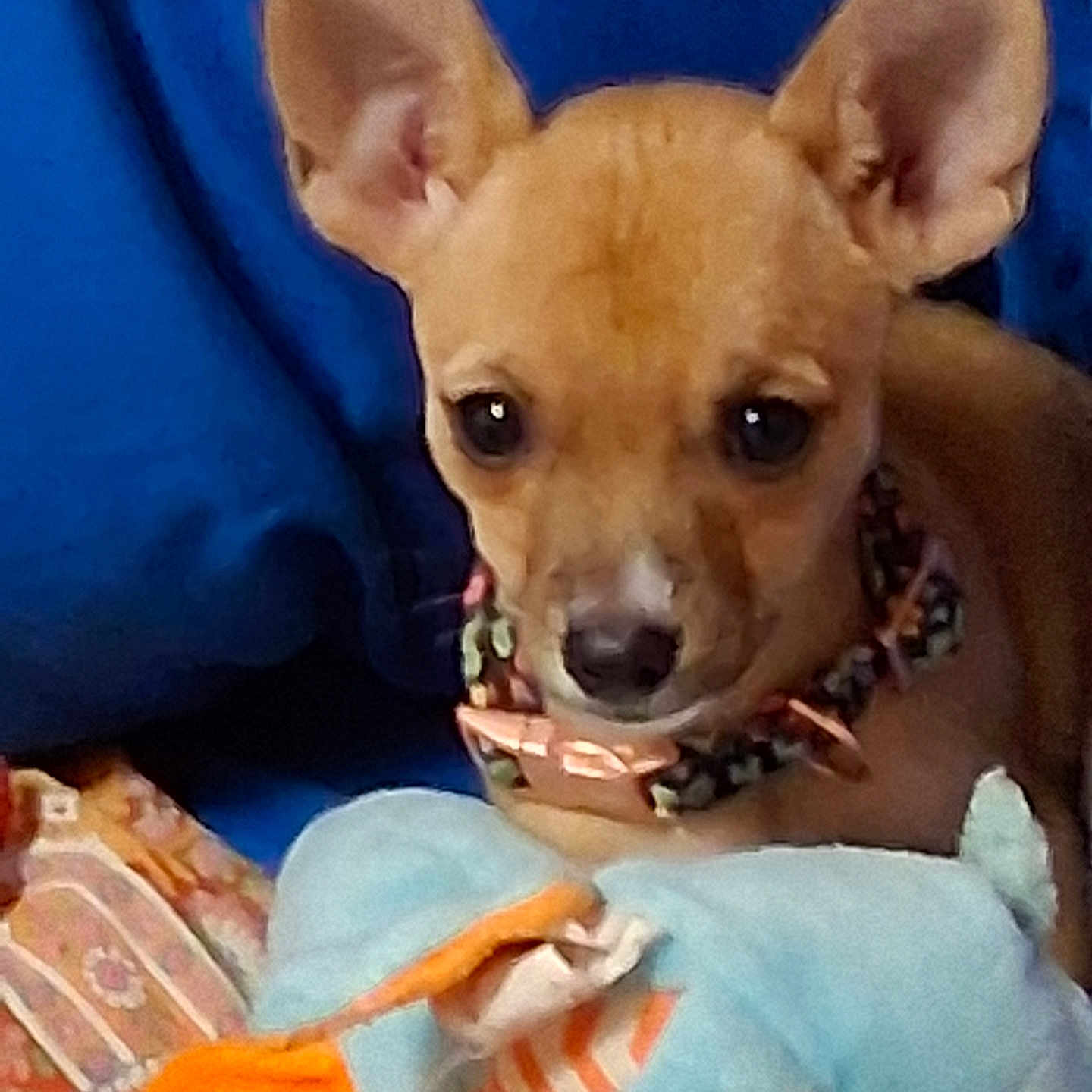 Miko
