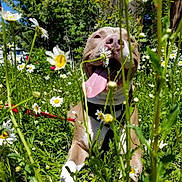 Zues is registered to the contest to win money with this photo: dog, daisy, flower, grass, outdoor, sunlight, tongue, happy, nature, pet, greenery, canine, summer, playful, closeup, animal, field, collar, daylight, leash